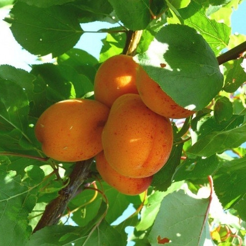 Sárgabarack Ceglédi arany